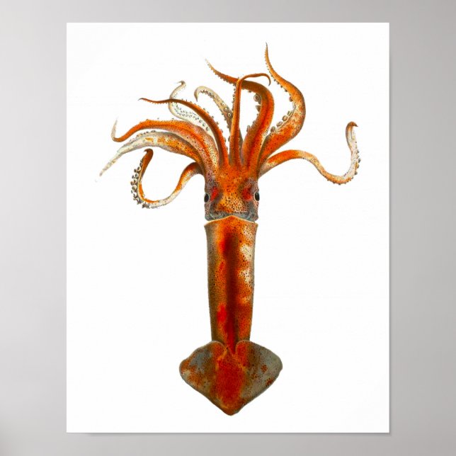 Cephalopod Nr. 11 Red Tintenfisch Sea Life Print Poster (Vorne)