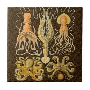 Cephalopod Octopus Tintenfisch Meeresnatur Fliese