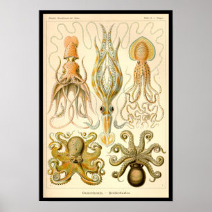 Cephalopod Octopus Tintenfisch Meeresnatur Poster