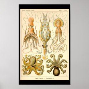 Cephalopod Octopus Tintenfisch Meeresnatur Poster