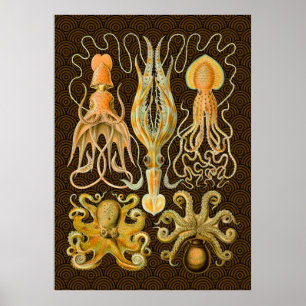 Cephalopod Octopus Tintenfisch Meeresnatur Poster