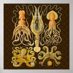 Cephalopod Octopus Tintenfisch Meeresnatur Poster