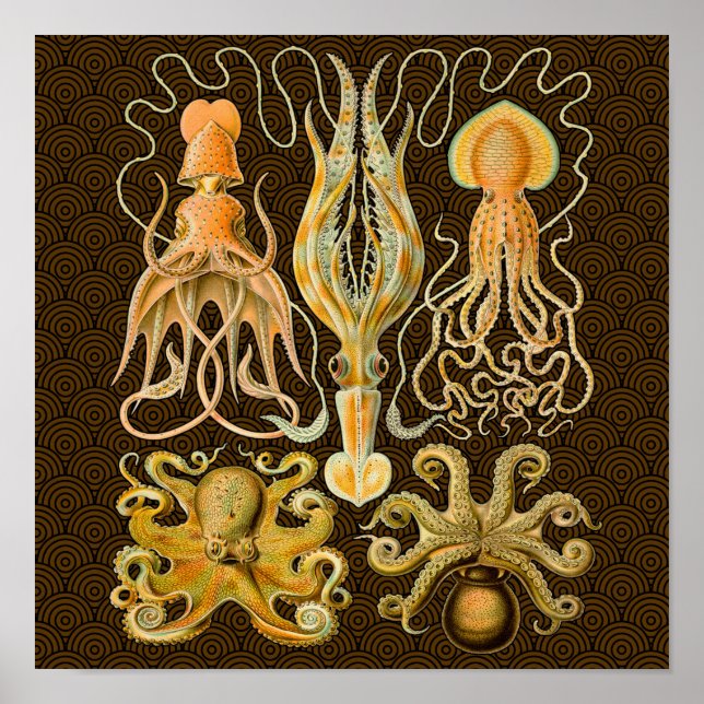 Cephalopod Octopus Tintenfisch Meeresnatur Poster (Vorne)