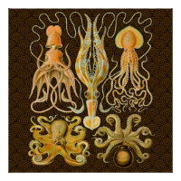 Cephalopod Octopus Tintenfisch Meeresnatur
