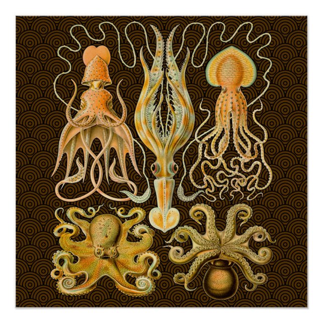 Cephalopod Octopus Tintenfisch Meeresnatur Poster (Vorderseite)