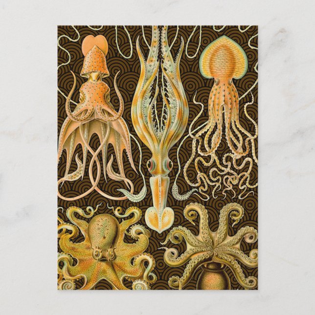 Cephalopod Octopus Tintenfisch Meeresnatur Postkarte (Vorderseite)