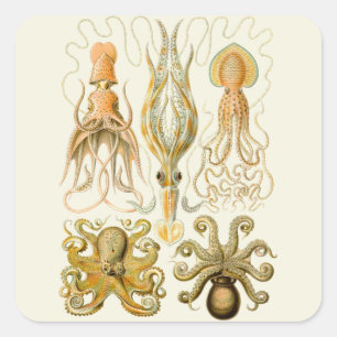 Cephalopod Octopus Tintenfisch Meeresnatur Quadratischer Aufkleber