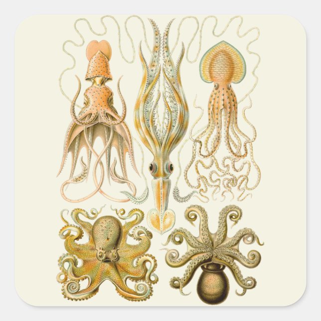 Cephalopod Octopus Tintenfisch Meeresnatur Quadratischer Aufkleber (Vorderseite)