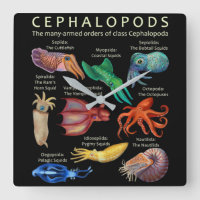 Cephalopod Octopus Tintenfisch Tintenfische