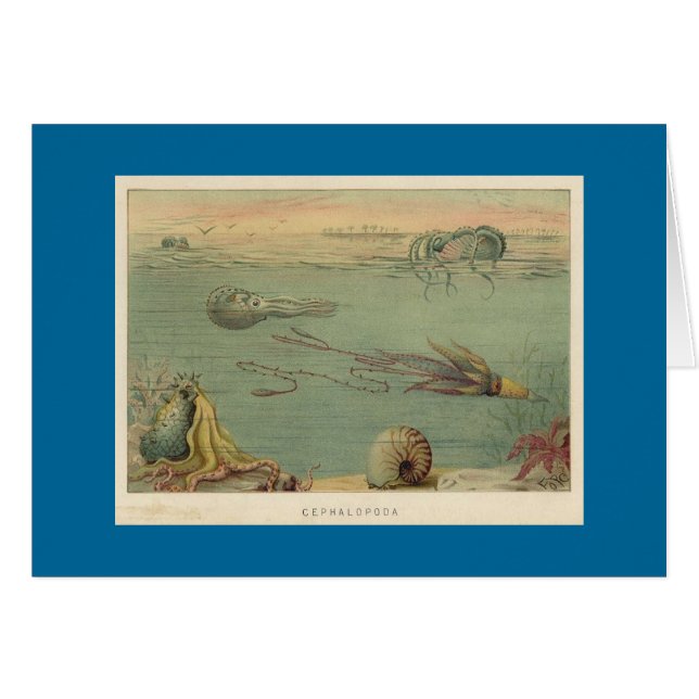 Cephalopoda (Vorderseite (Horizontal))