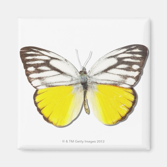 Cepora Aspasia Magnet (Vorne)