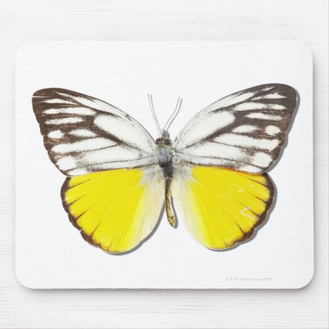 Cepora Aspasia Mousepad (Vorne)