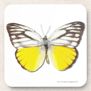 Cepora aspasia untersetzer