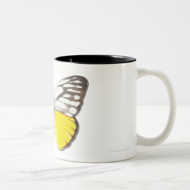 Cepora aspasia zweifarbige tasse (Rechts)