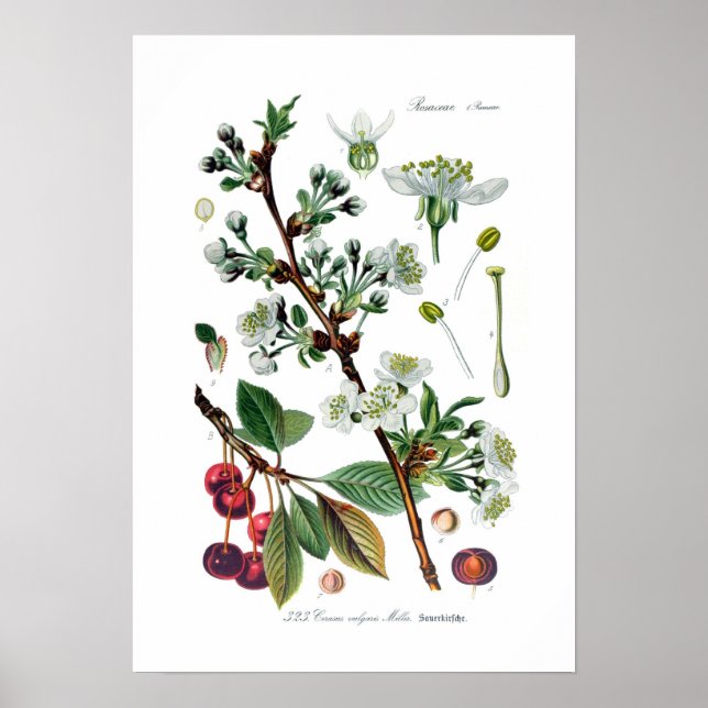 Cerasus vulgaris (Kirsche) Poster (Vorne)