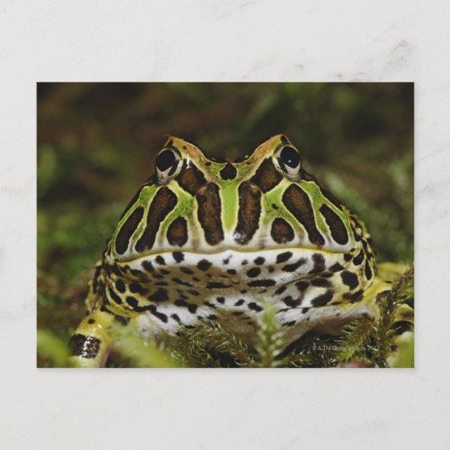 Ceratophrys cranwelli postkarte (Vorderseite)