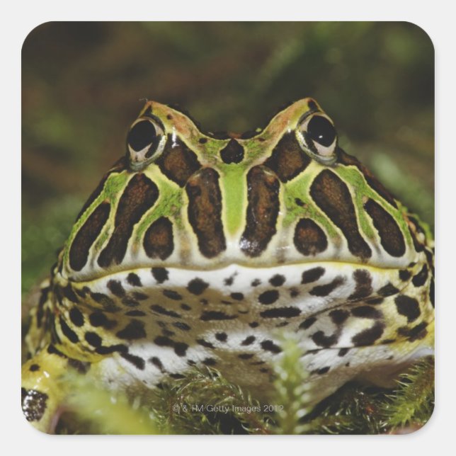 Ceratophrys cranwelli quadratischer aufkleber (Vorderseite)