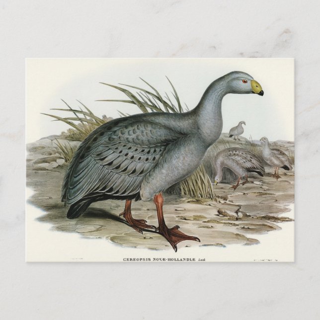 Cereopsis Goose von Elizabeth Gould Postkarte (Vorderseite)