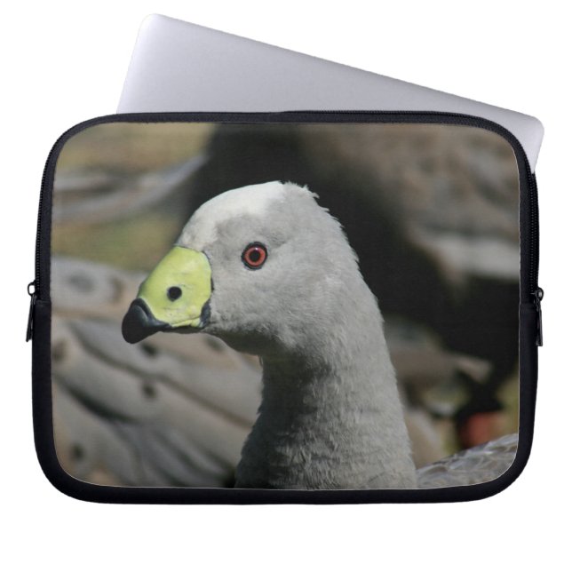 Cereopsis novaehollandiae oder Cape Barren Goose Laptopschutzhülle (Vorderseite)