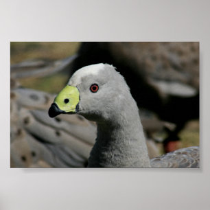 Cereopsis novaehollandiae oder Cape Barren Goose Poster