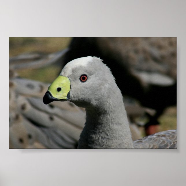 Cereopsis novaehollandiae oder Cape Barren Goose Poster (Vorne)