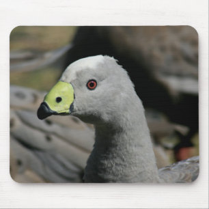 Cereopsis novaehollandiae oder Kap-unfruchtbare Mousepad