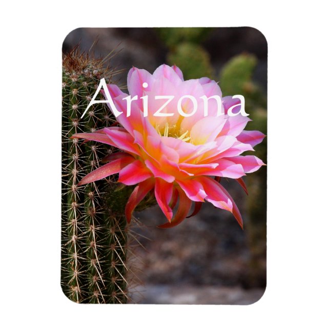 Cereus in rosa Kaktusblüte, Arizona Magnet (Vertikal)