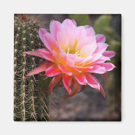 Cereus in rosa Kaktusblüte Magnet