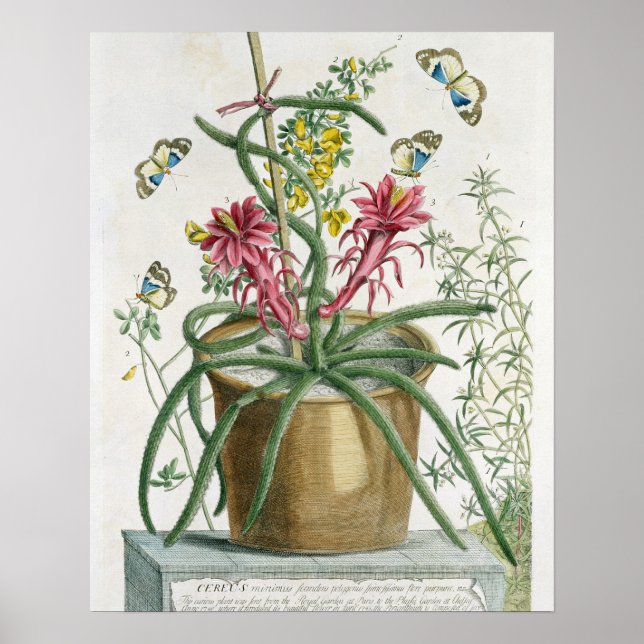 Cereus Minimus, c.1745 (farbige Litho) Poster (Vorne)