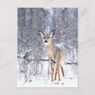 Cerf Postkarte