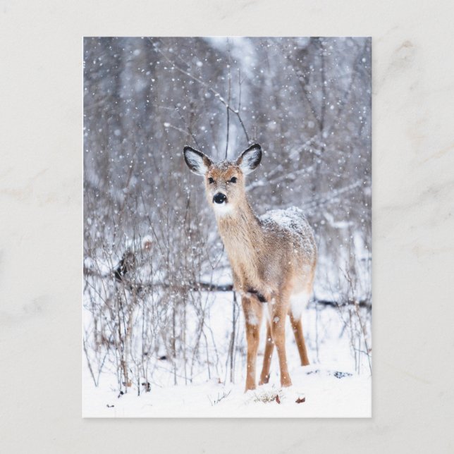 Cerf Postkarte (Vorderseite)