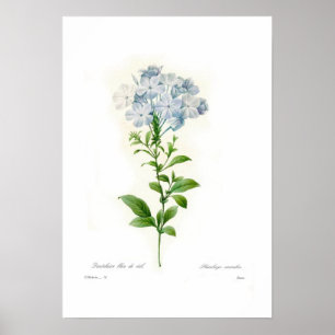 Cerulea plumbago poster