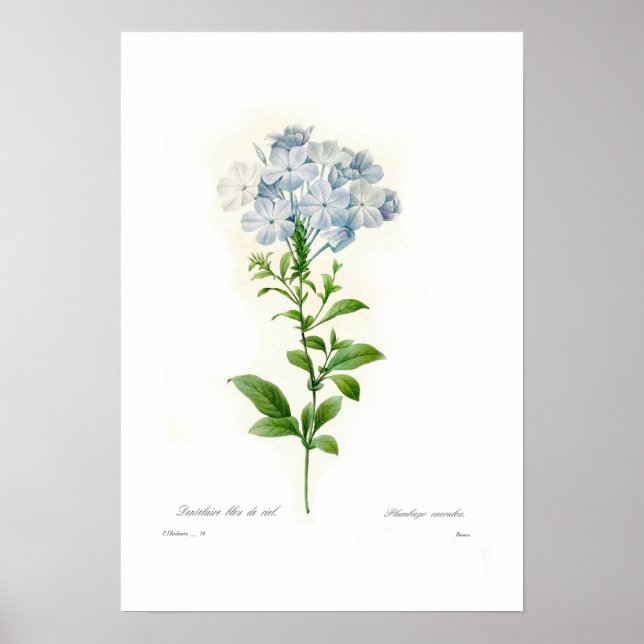 Cerulea plumbago poster (Vorne)