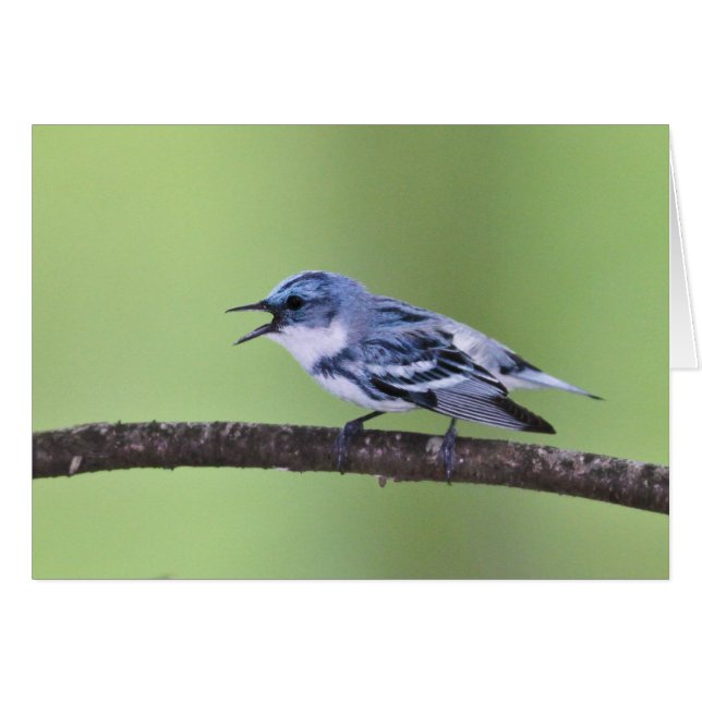 Cerulean Trällerer (Vorderseite (Horizontal))