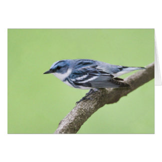 Cerulean Trällerer