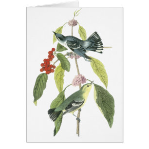 Cerulean Trällerer, John Audubon