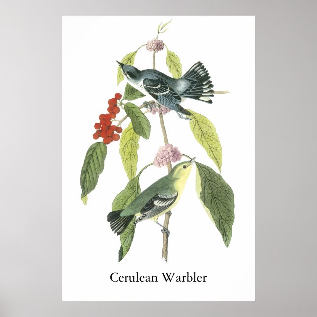 Cerulean Warbler, John Audubon Poster (Vorne)