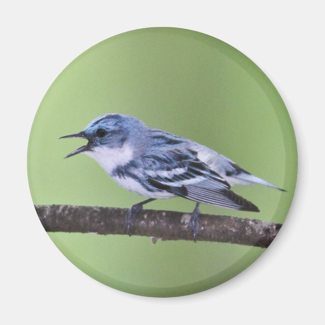 Cerulean Warbler Magnet (Vorne)