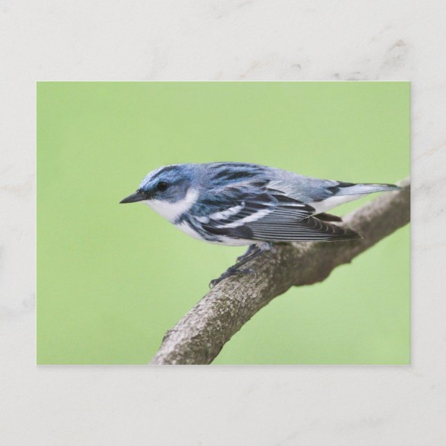 Cerulean Warbler Postkarte (Vorderseite)