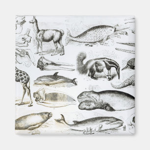 Cetacea Edentata Magnet