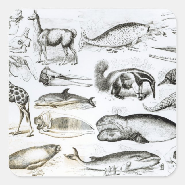 Cetacea Edentata Quadratischer Aufkleber (Vorderseite)