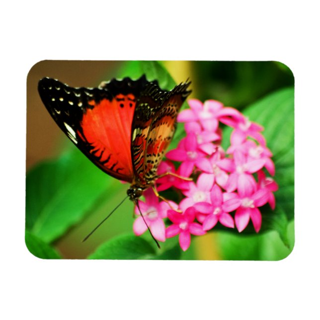 Cethosia bibliotheken Premium Magnet (Horizontal)