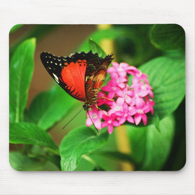 Cethosia biblis Mousepad (Vorne)