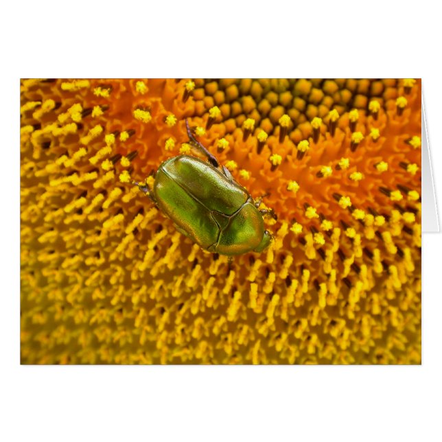 Cetonia aurata (Vorderseite (Horizontal))