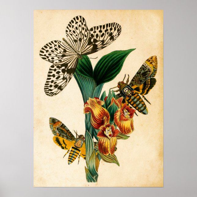Ceylon Tree Nymph Butterfly & Acherontia Moths Poster (Vorne)