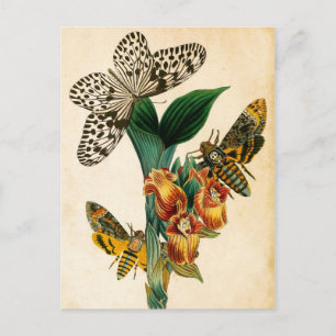 Ceylon Tree Nymph Butterfly & Acherontia Moths Postkarte