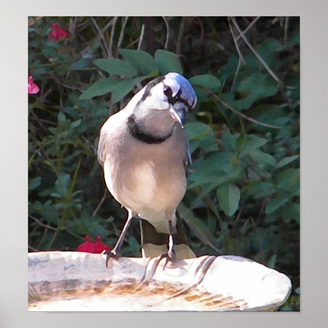 CF- Funny Blue Jay Poster (Vorne)