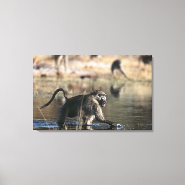 Chacma Baboons (Papio ursinus) durch Leinwanddruck (Vorderseite)