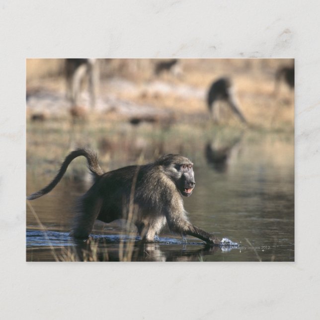 Chacma Baboons (Papio ursinus) durch Postkarte (Vorderseite)