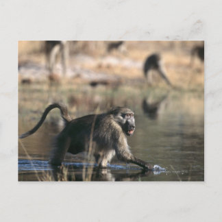 Chacma Baboons (Papio ursinus) durch Postkarte